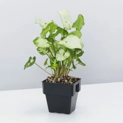 Indoor Garden Shrubs Syngonium Podophyllum Pixie 12 Indoor Garden Shrubs Syngonium Podophyllum Pixie