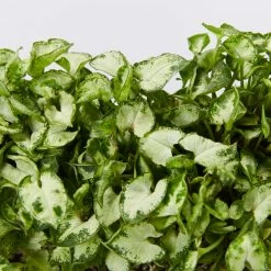 Indoor Garden Syngonium Pixie Mini - 85mm Syngoniums