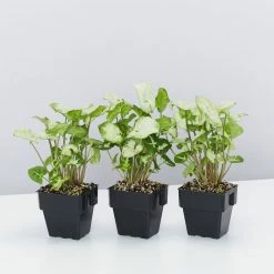 Indoor Garden Shrubs Syngonium Podophyllum Pixie 10 Indoor Garden Shrubs Syngonium Podophyllum Pixie