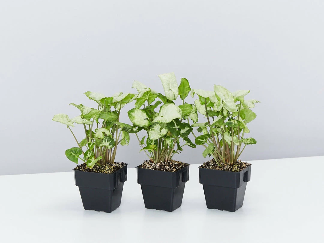 Indoor Garden Shrubs Syngonium Podophyllum Pixie 5 Indoor Garden Shrubs Syngonium Podophyllum Pixie