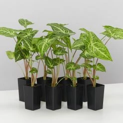 Indoor Garden Syngonium Podophyllum Noak