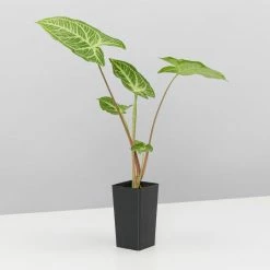 Indoor Garden Syngonium Podophyllum Noak