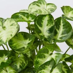 Indoor Garden Shrubs Syngonium Podophyllum Pixie