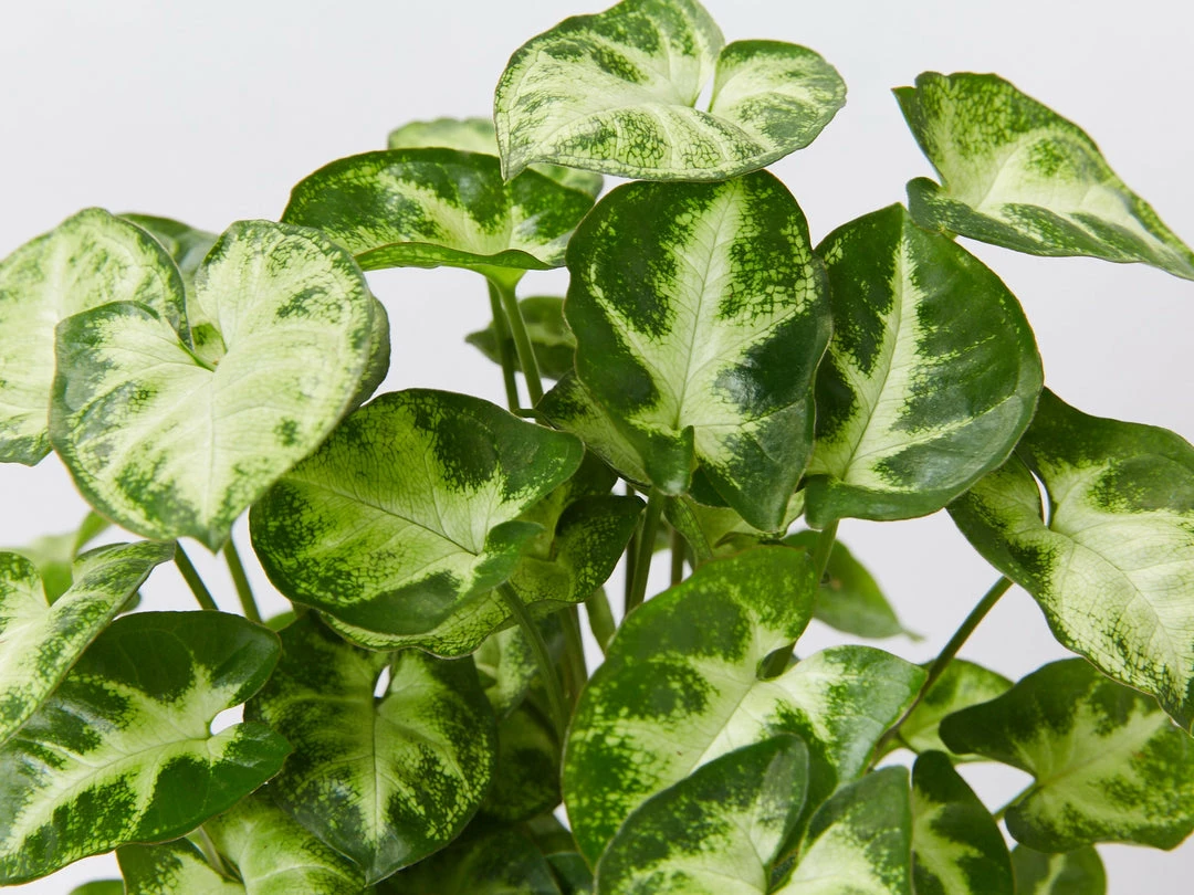 Indoor Garden Shrubs Syngonium Podophyllum Pixie 4 Indoor Garden Shrubs Syngonium Podophyllum Pixie