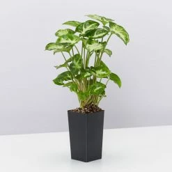 Indoor Garden Shrubs Syngonium Podophyllum Pixie 11 Indoor Garden Shrubs Syngonium Podophyllum Pixie