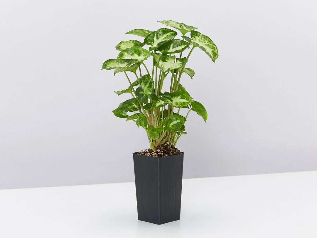 Indoor Garden Shrubs Syngonium Podophyllum Pixie 6 Indoor Garden Shrubs Syngonium Podophyllum Pixie