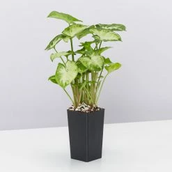 Indoor Garden Gift Kits Greenwall Kit - Includes Plants