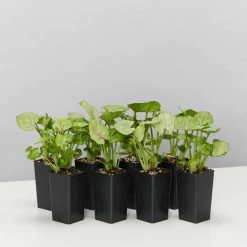 Indoor Garden Ground Covers Syngonium Podophyllum Roxana