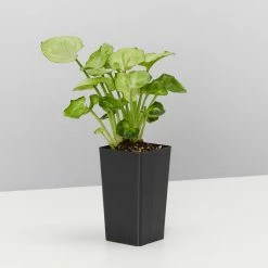 Indoor Garden Pretty-in-Pink Box