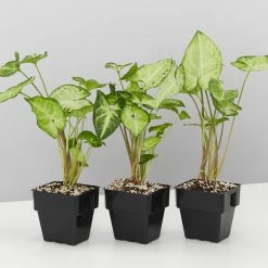 Indoor Garden Syngonium Podophyllum White Butterfly