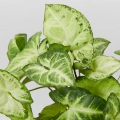 Indoor Garden Syngonium Podophyllum White Butterfly