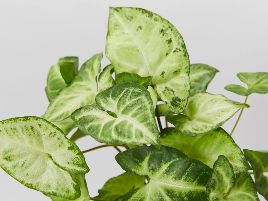 Indoor Garden Easy Care Plants The Water Propagation Box 5 Indoor Garden Easy Care Plants The Water Propagation Box