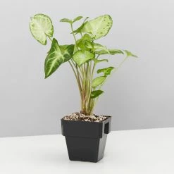 Indoor Garden Assorted Indoor Plants Pack - Larger Plants