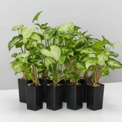 Indoor Garden Syngonium Podophyllum White Butterfly