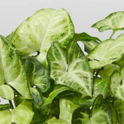 Indoor Garden Syngonium Podophyllum White Butterfly