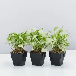 Indoor Garden Ground Covers Syngonium Podophyllum Silver Pearl