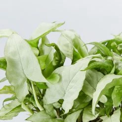 Indoor Garden Ground Covers Syngonium Podophyllum Silver Pearl