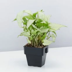 Indoor Garden Ground Covers Syngonium Podophyllum Silver Pearl