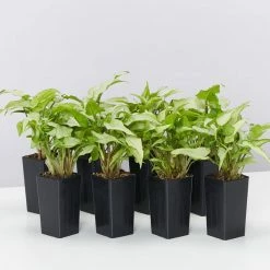 Indoor Garden Ground Covers Syngonium Podophyllum Silver Pearl