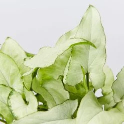 Indoor Garden Ground Covers Syngonium Podophyllum Silver Pearl