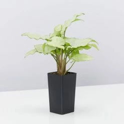 Indoor Garden Ground Covers Syngonium Podophyllum Silver Pearl