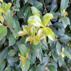 Hedge Syzygium Australe 'Select Form' Lilly Pilly Screening Pack Hedging Plants