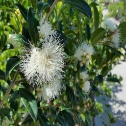 Hedge Syzygium Australe 'Select Form' Lilly Pilly Screening Pack Hedging Plants
