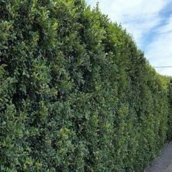 Hedge Syzygium Australe 'Select Form' Lilly Pilly Screening Pack Hedging Plants