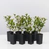 Hedge Syzygium Australe 'Baby Boomer' Shrubs 1 Hedge Syzygium Australe 'Baby Boomer' Shrubs