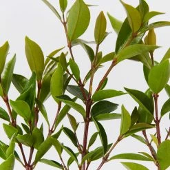 Hedge Syzygium Australe 'Baby Boomer' Shrubs