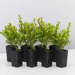 Hedge Shrubs Syzygium Australe 'Tiny Trev' Dwarf Lilly Pilly