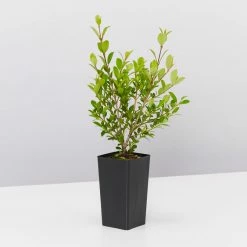 Hedge Shrubs Syzygium Australe 'Tiny Trev' Dwarf Lilly Pilly