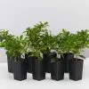 Hedge Syzygium Elite Shrubs 1 Hedge Syzygium Elite Shrubs