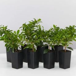 Hedge Syzygium Elite Shrubs