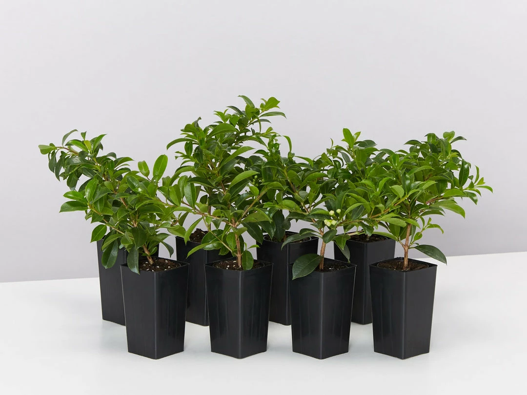 Hedge Syzygium Elite Shrubs 3 Hedge Syzygium Elite Shrubs