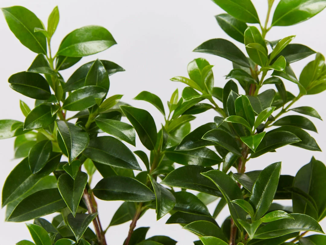 Hedge Syzygium Elite Shrubs 5 Hedge Syzygium Elite Shrubs