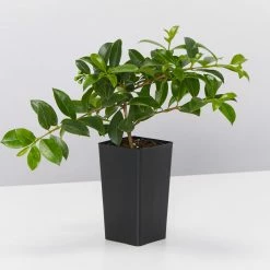 Hedge Syzygium Elite Shrubs 12 Hedge Syzygium Elite Shrubs