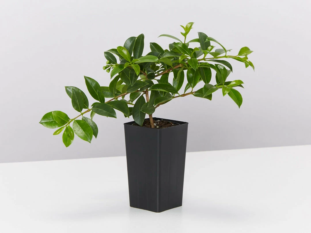 Hedge Syzygium Elite Shrubs 7 Hedge Syzygium Elite Shrubs