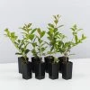 Hedge Syzygium Resilience Lilly Pilly Hedging Pack Hedging Plants