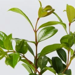 Hedge Syzygium Resilience Lilly Pilly Hedging Pack Hedging Plants