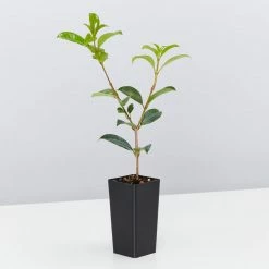 Hedge Syzygium Resilience Lilly Pilly Hedging Pack Hedging Plants