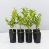 Hedge Syzygium Australe 'Select Form' Lilly Pilly Screening Pack Hedging Plants
