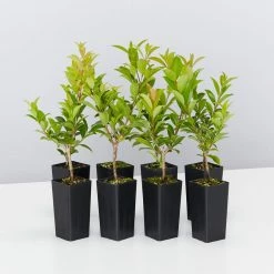 Hedge Syzygium Australe 'Select Form' Lilly Pilly Screening Pack Hedging Plants
