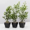 Indoor Garden Syzygium Select Form - Lilly Pilly (larger Sized) 85mm Shrubs