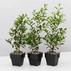 Indoor Garden Syzygium Select Form - Lilly Pilly (larger Sized) 85mm Shrubs