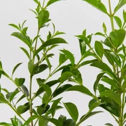 Indoor Garden Syzygium Select Form - Lilly Pilly (larger Sized) 85mm Shrubs