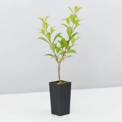 Hedge Syzygium Australe 'Select Form' Lilly Pilly Screening Pack Hedging Plants