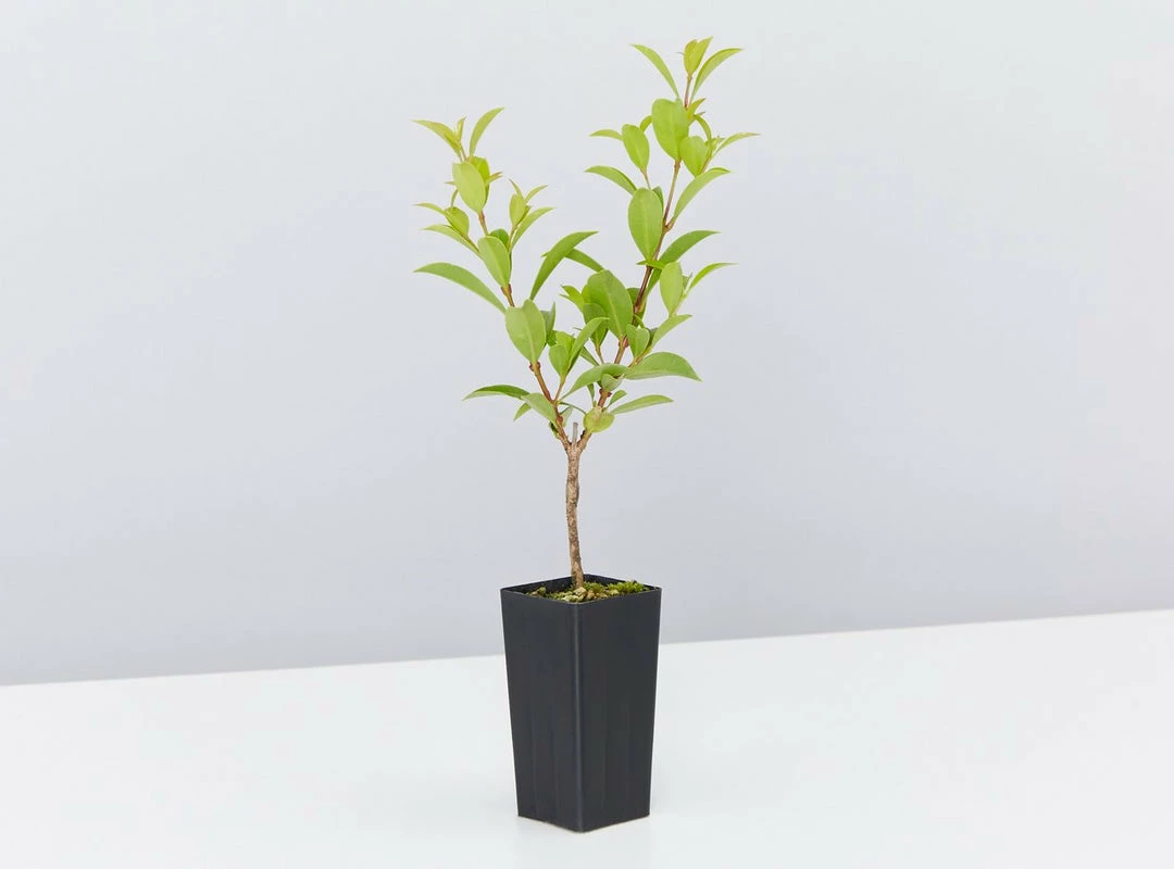 Shrubs The Edible Plants Pack 11 Shrubs The Edible Plants Pack