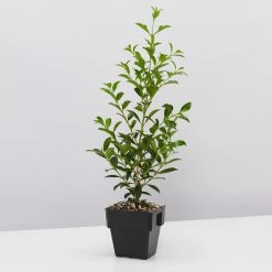 Indoor Garden Syzygium Select Form - Lilly Pilly (larger Sized) 85mm Shrubs