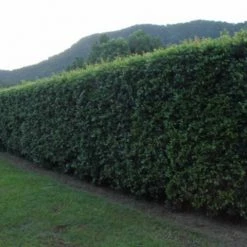 Syzygium 'Aussie Compact' Lilly Pilly Medium Hedge Pack Hedging Plants